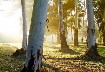 sunrise-trees-1409953