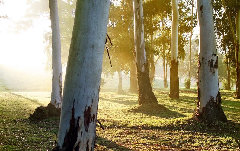 sunrise-trees-1409953
